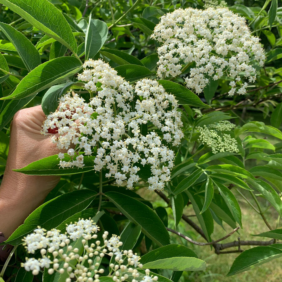 White elderflowers on an American elderberry bush - sambucus canadensis